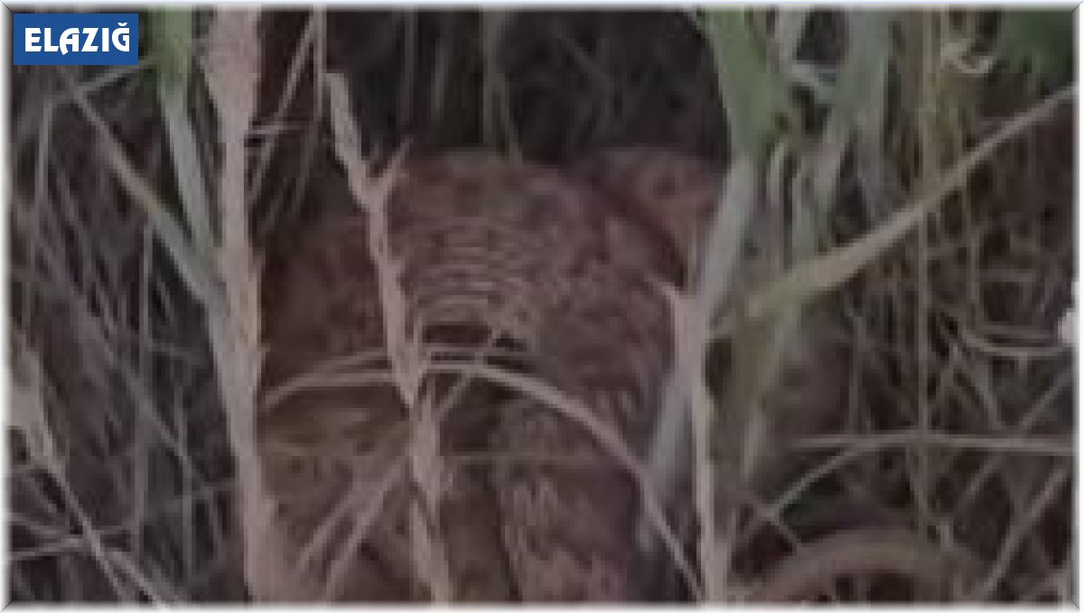 Arazide kenetlenen 2 metrelik yılanı görünce "Ahtapot Necdet" dedi, o anlar güldürdü