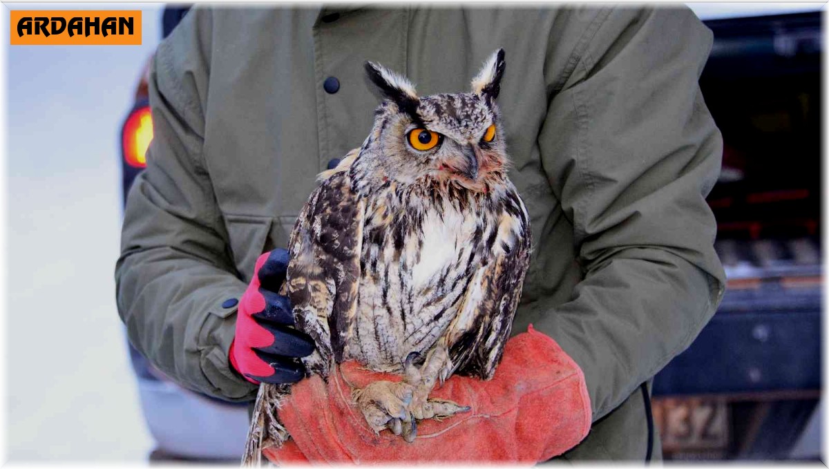Arazide soğukların etkisiyle bitkin halde bulunan, puhu kuşu tedavisinin ardından doğaya bırakıldı
