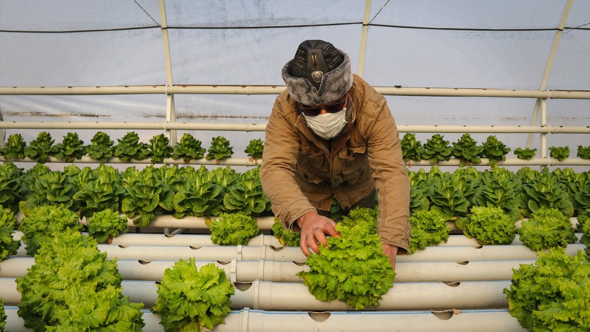 Arazisi olmadığı için iş yerinin terasına sera kurarak sebze yetiştirdi