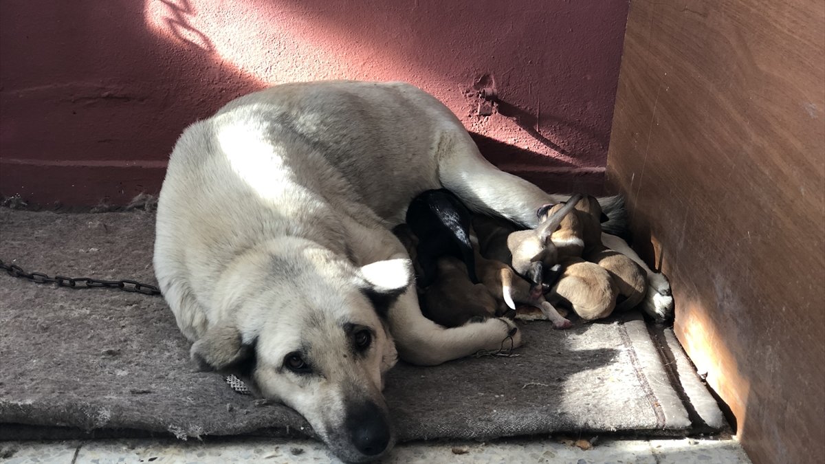 Araziye terk edilen yavru köpeklere barınaktaki anne köpek sahip çıktı