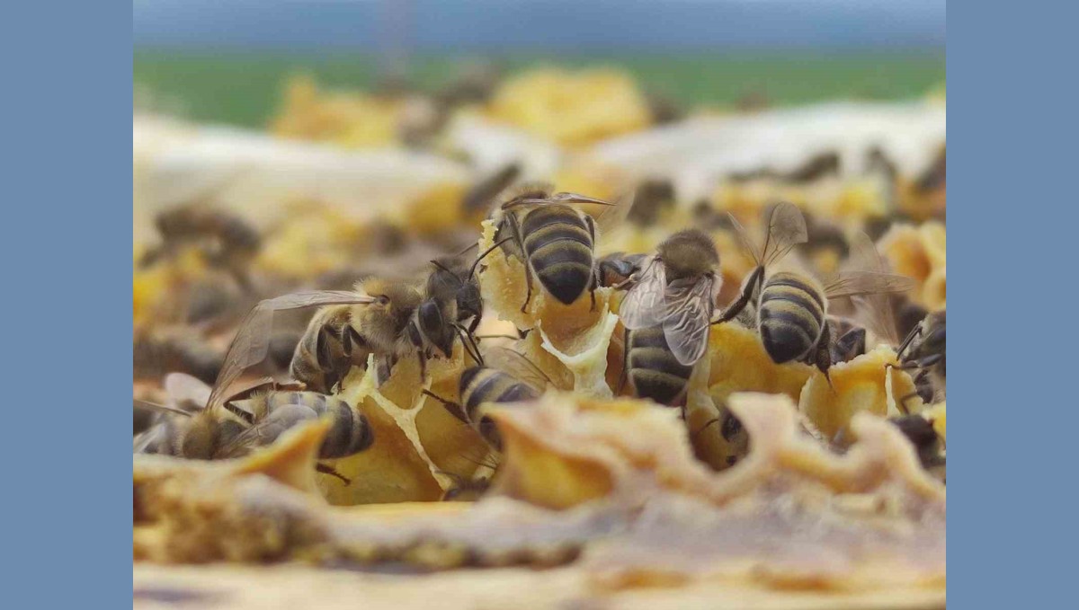 Ardahan Arı Yetiştiricileri Birliği Başkanı Evliyaoğlu: "Hakiki bal donup kristalize olur''