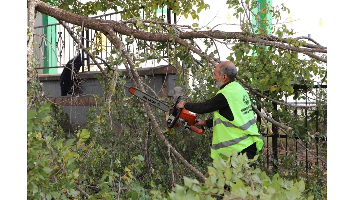 Ardahan Belediyesi'nin ağaç budama çalışmaları devam ediyor
