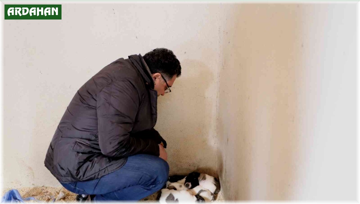 Ardahan Belediyesi sokak hayvanlarını unutmuyor