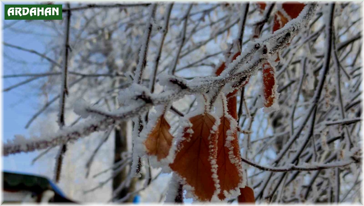 Ardahan buz kesti, ağaçlar kırağı tuttu