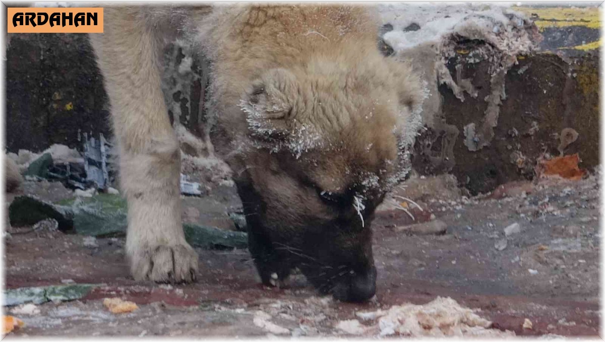 Ardahan buz kesti, hava sıcaklığı eksi 23'e düştü