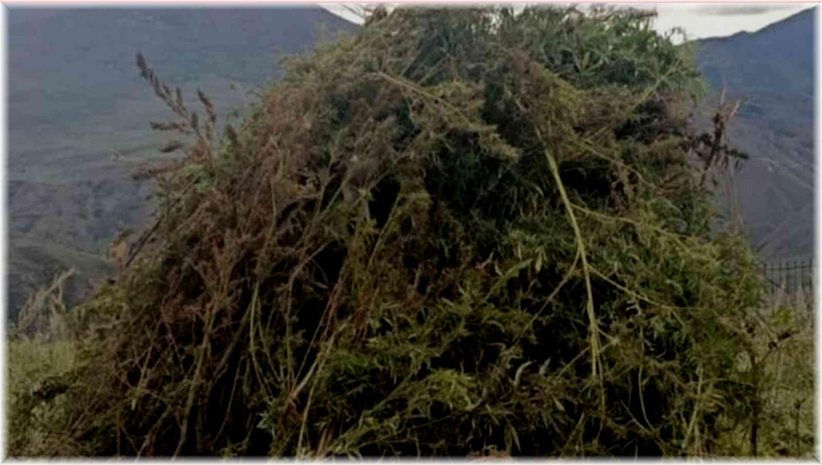 Ardahan'da 12 bin 820 kök kenevir imha edildi