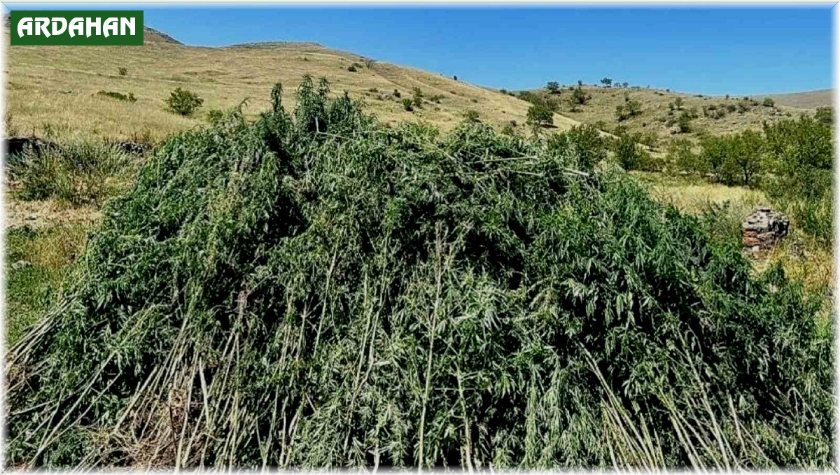 Ardahan'da 131 bin 596 kök kenevir imha edildi