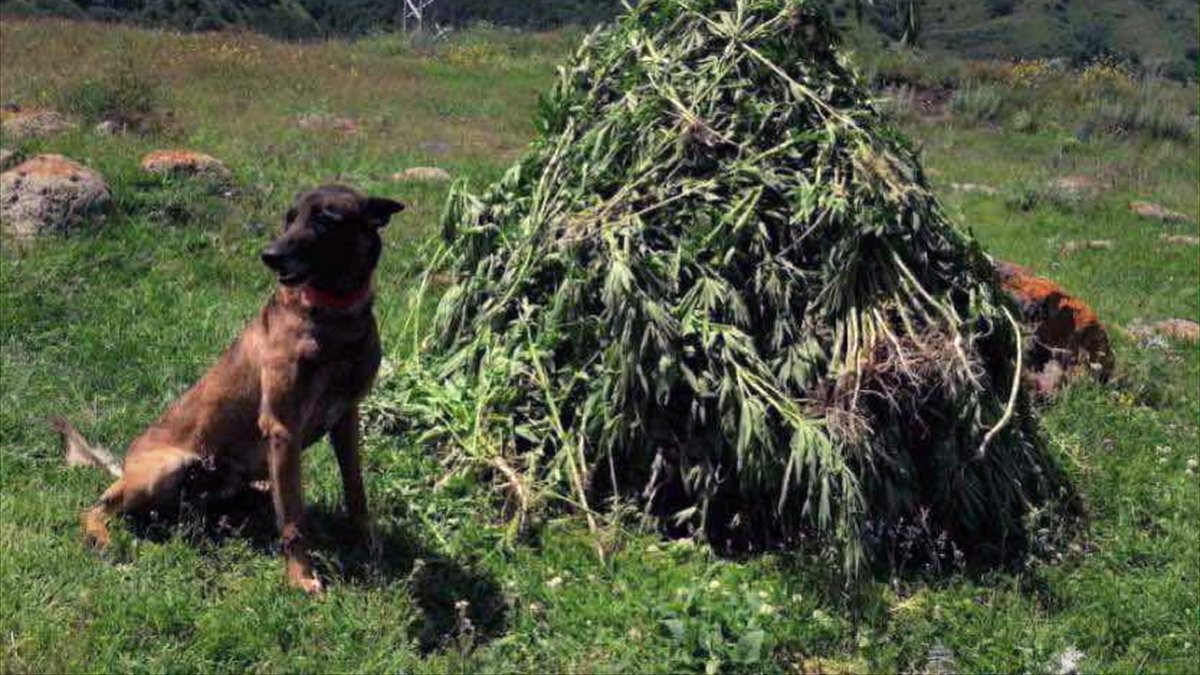 Ardahan'da araziye izinsiz ekili 3 bin 735 kök kenevir ele geçirildi