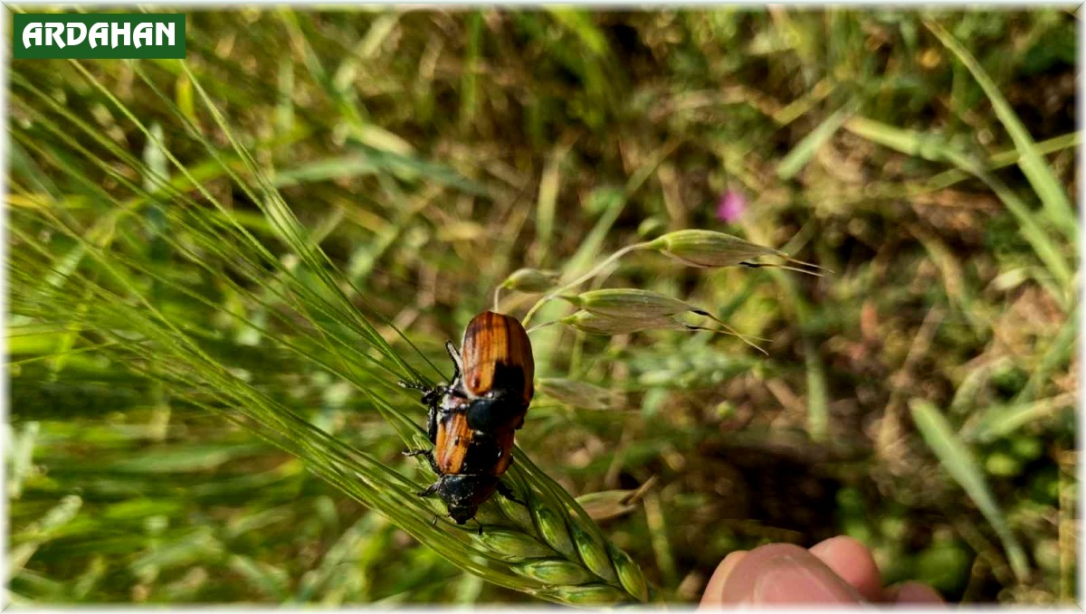 Ardahan'da bambul böcekleri ürünlere zarar verdi