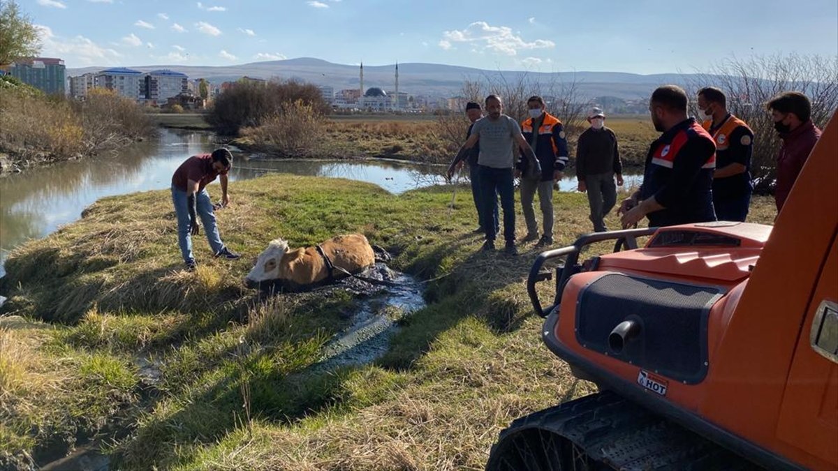Ardahan'da bataklığa saplanan büyükbaş hayvanı AFAD kurtardı