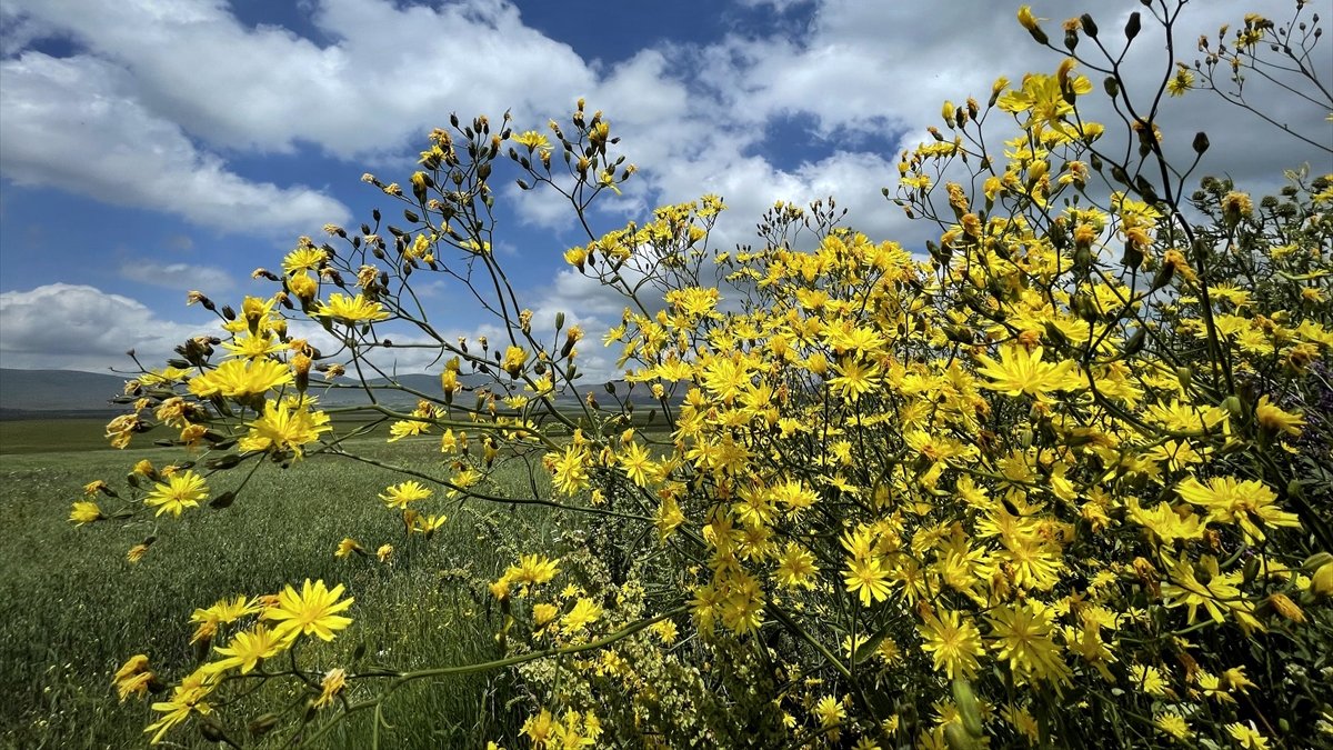 Ardahan'da bazı yayla ve ovalar çiçeklerle kaplandı