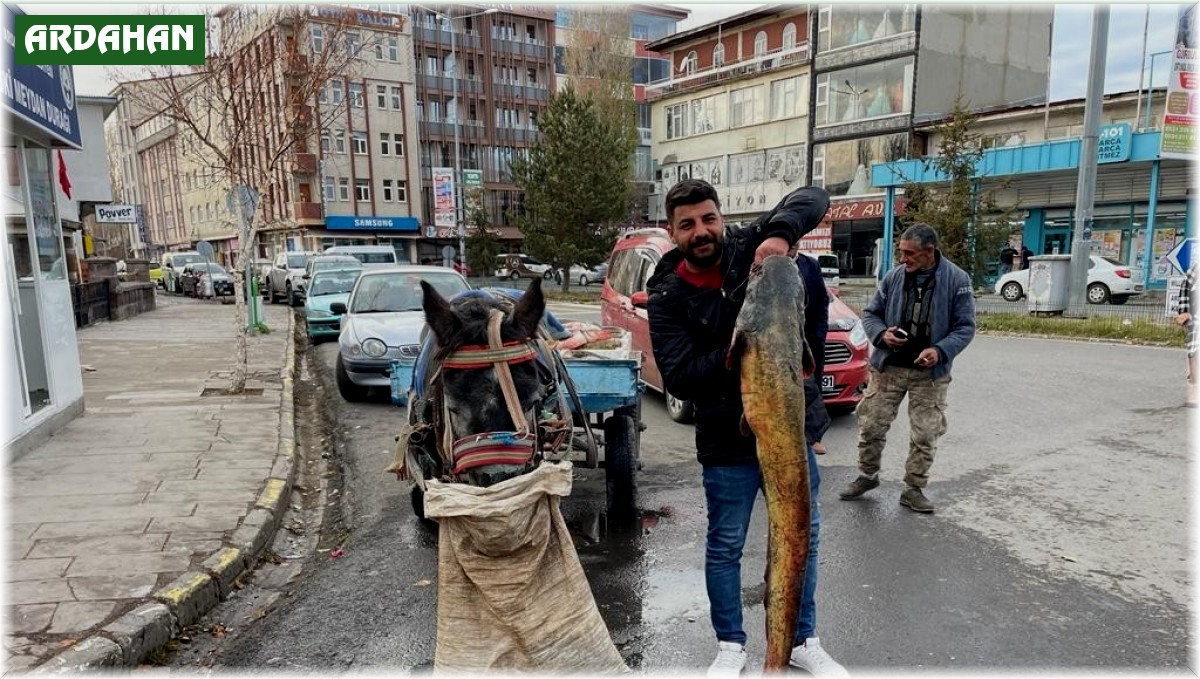 Ardahan'da boyları 1,5 metreyi aşan 5 yayın balığı yakalandı