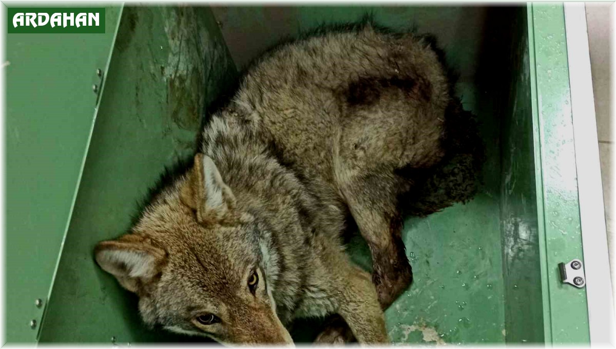 Ardahan'da bulunan yaralı kurt tedavi altına alındı