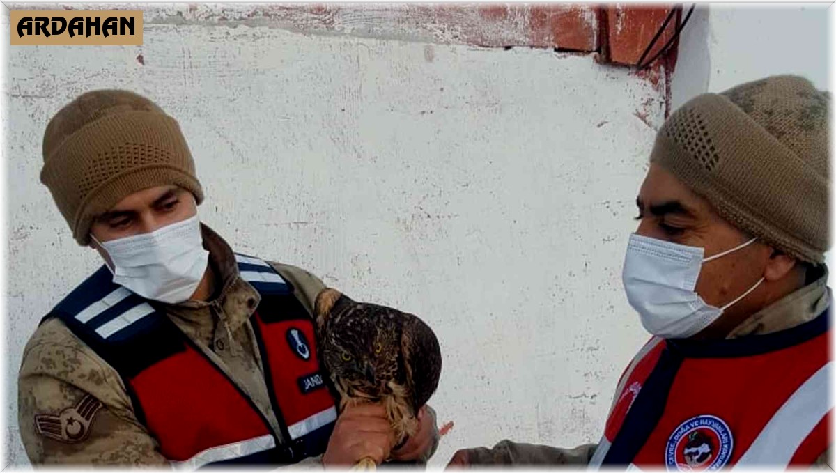 Ardahan'da çakır kuşu donmak üzereyken bulundu