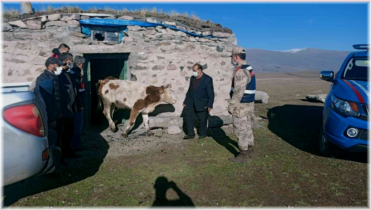 Ardahan'da çalınan büyükbaş hayvanlar bulundu