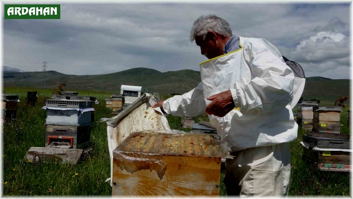 Ardahan'da coğrafi işaretli bal hasadı başladı; 450 ton bal üretimi bekleniyor