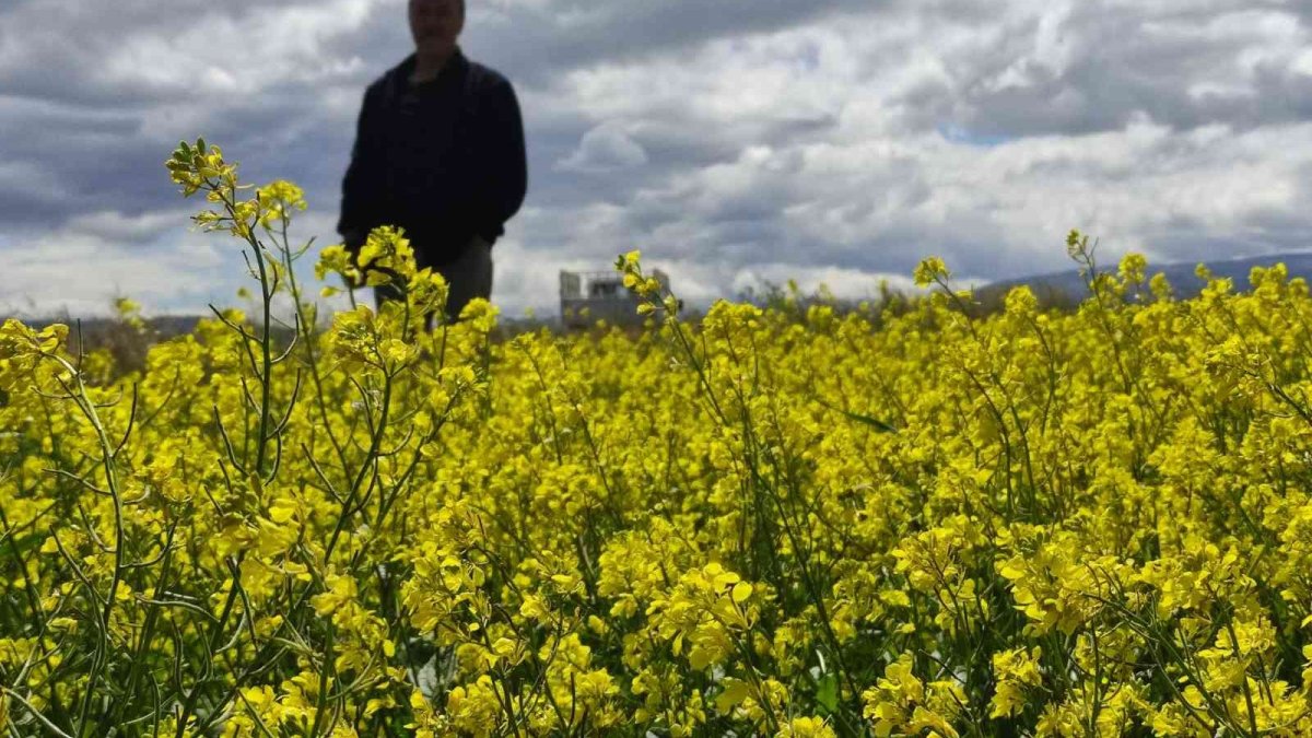 Ardahan'da doğa rengarenk