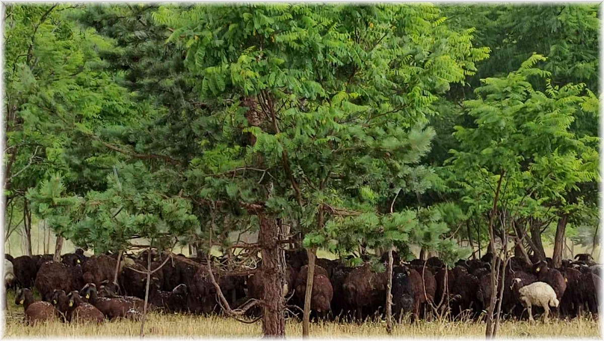 Ardahan'da dolu yağışı etkili oldu