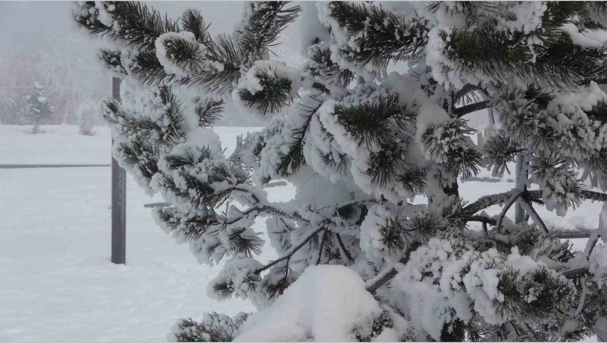 Ardahan'da dondurucu soğuklar etkisini artırdı: Ağaçlar kırağı tuttu