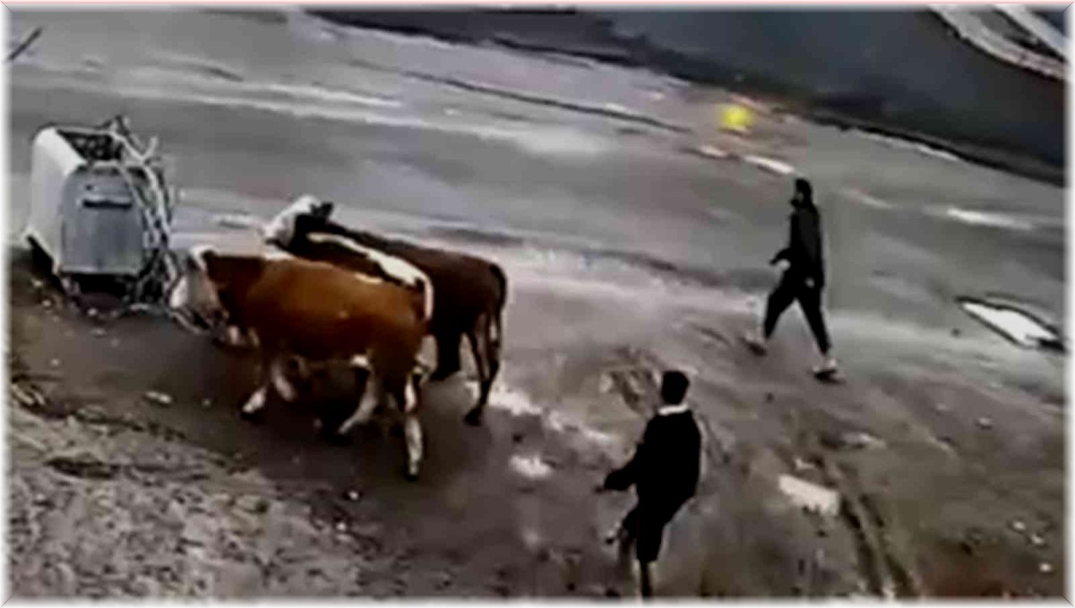 Ardahan'da hayvan hırsızları tutuklandı