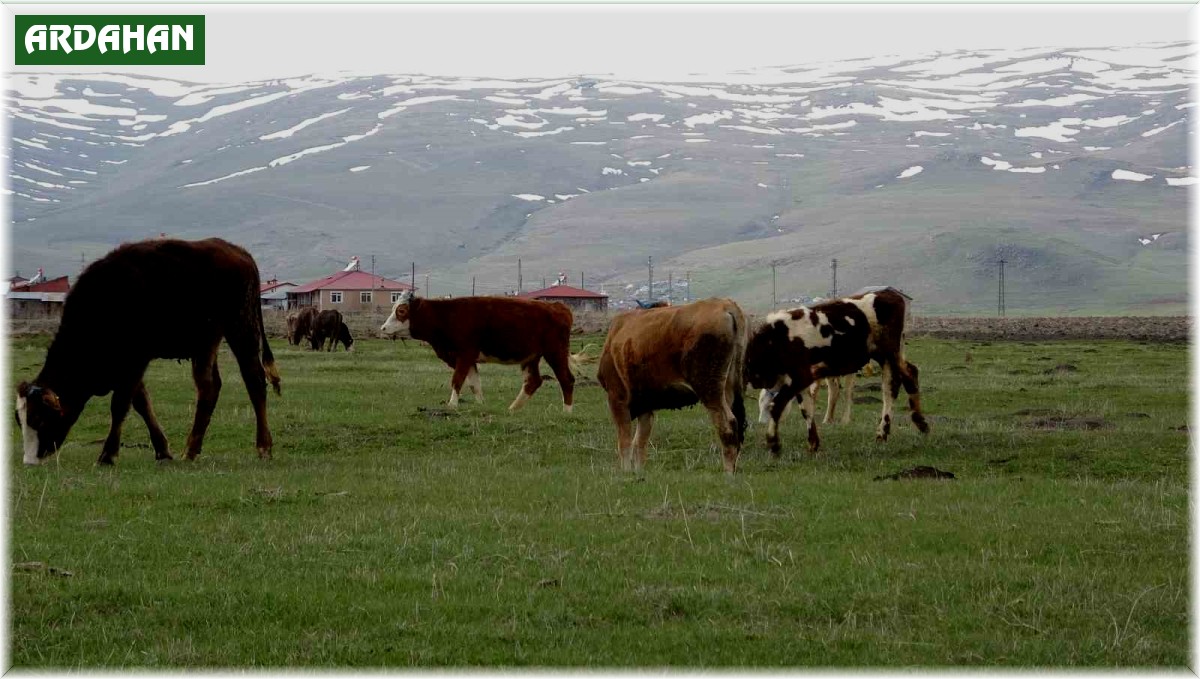 Ardahan'da hayvanlar meralarda otlatılmaya başlandı