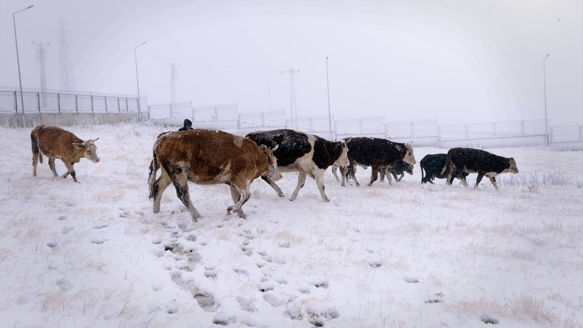 Ardahan'da kar ve tipi ulaşımı aksatıyor