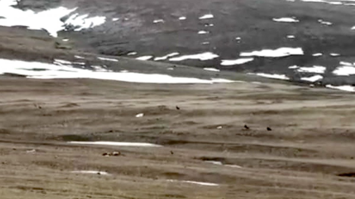 Ardahan'da kara akbabalar görüntülendi