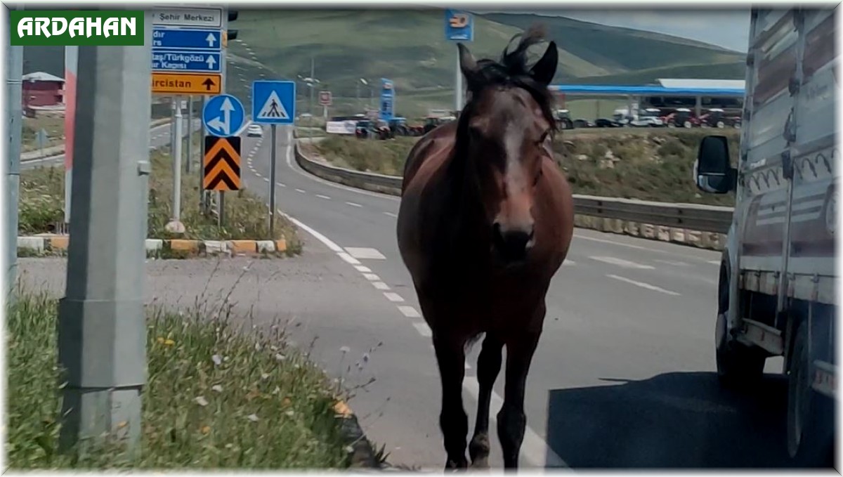 Ardahan'da kara yoluna inen başıboş atlar tehlike saçıyor