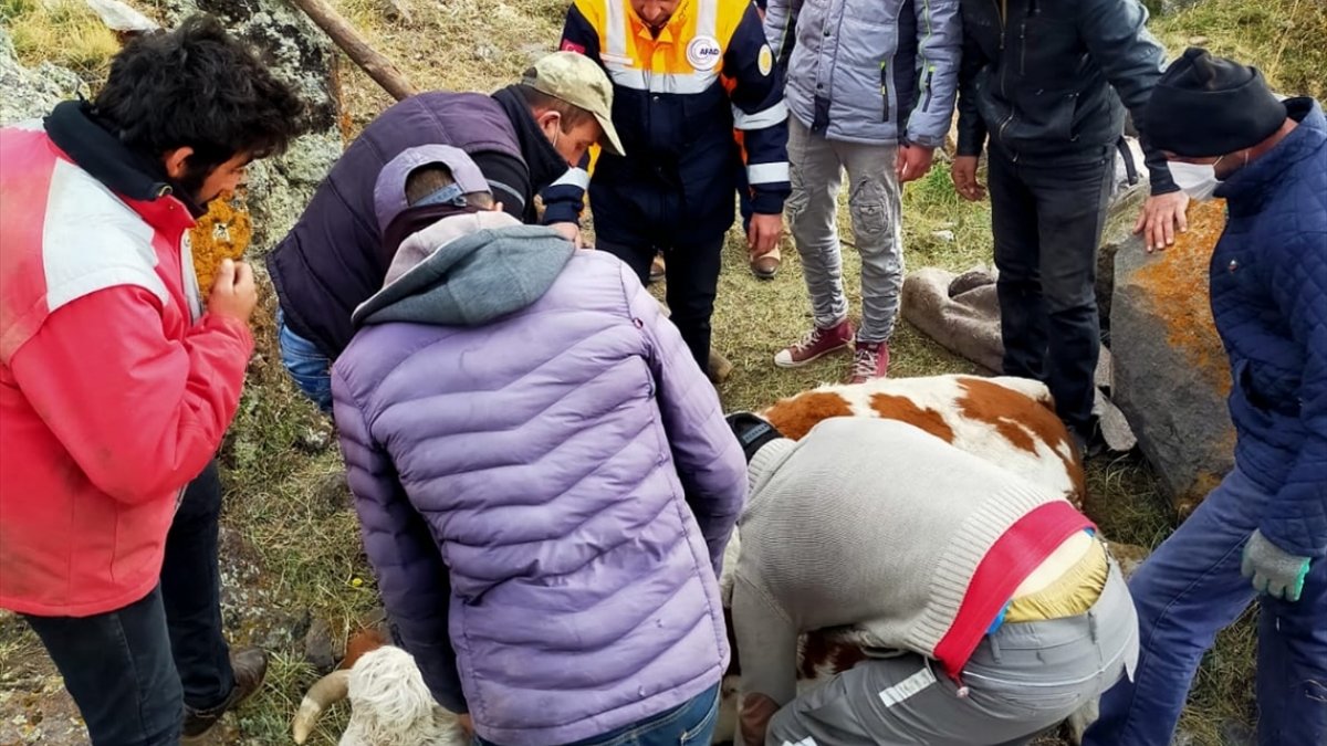 Ardahan'da kayalıklara düşen büyükbaş hayvanı AFAD kurtardı