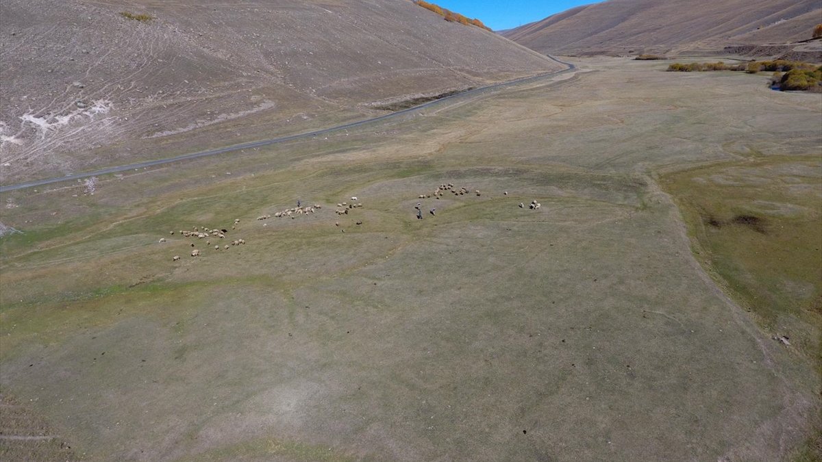 Ardahan'da kaybolan 132 küçükbaş hayvan drone ile bulundu