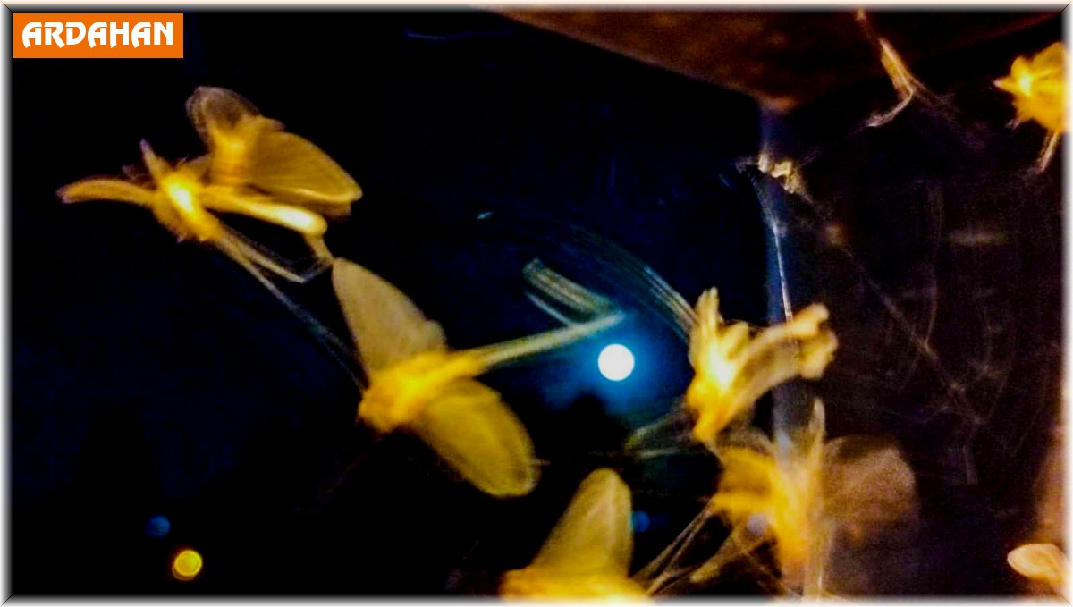 Ardahan'da kelebeklerin "ölüm uçuşu" başladı