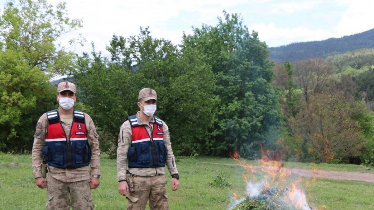 Ardahan'da kendiliğinden yetişen 10 bin 400 kök kenevir bitkisi imha edildi