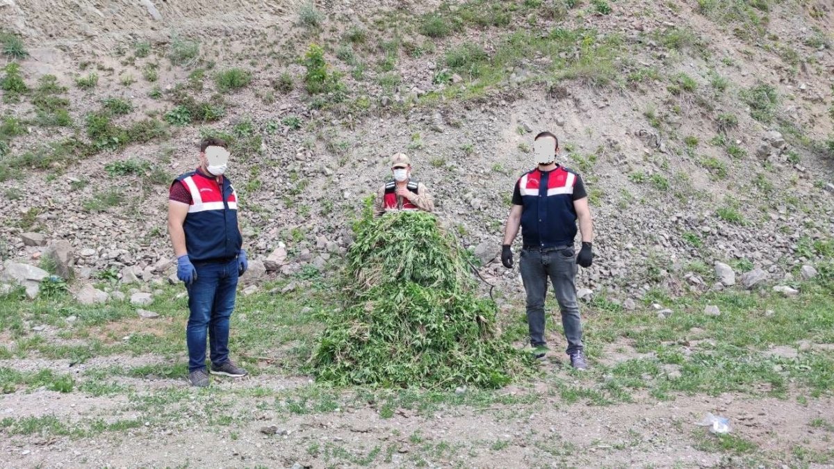 Ardahan'da kendiliğinden yetişen 19 bin 800 kök kenevir bitkisi imha edildi