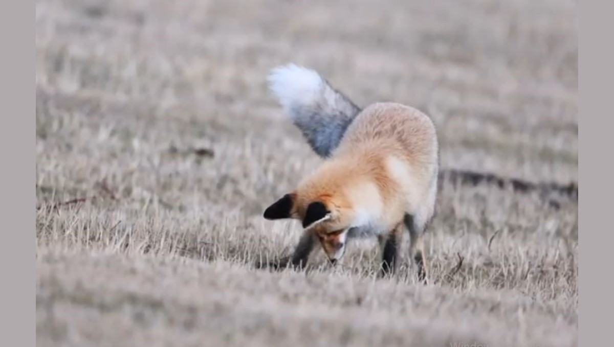 Ardahan'da kızıl tilkinin fare avı