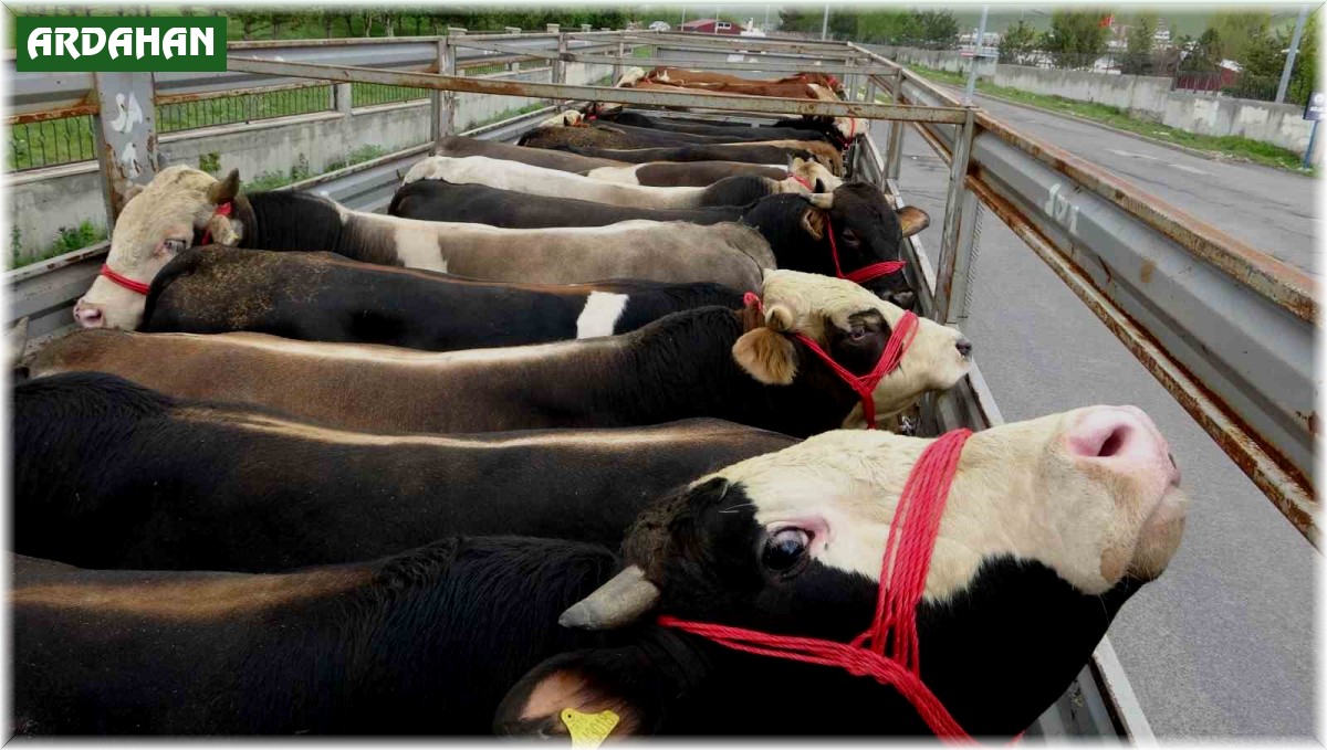 Ardahan'da kurban sevkiyatı sürüyor