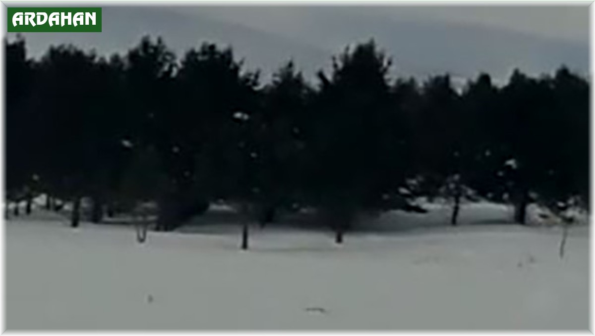 Ardahan'da kurtlar karayoluna indi