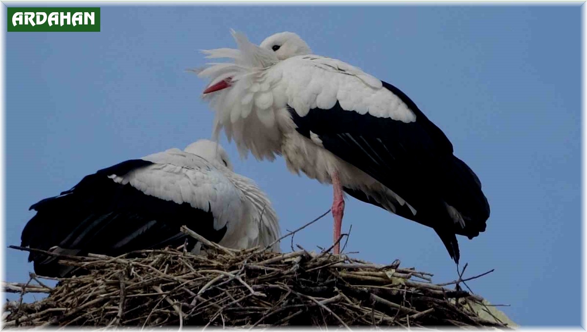 Ardahan'da leylekler Sibirya soğuklarına rağmen göç etmedi