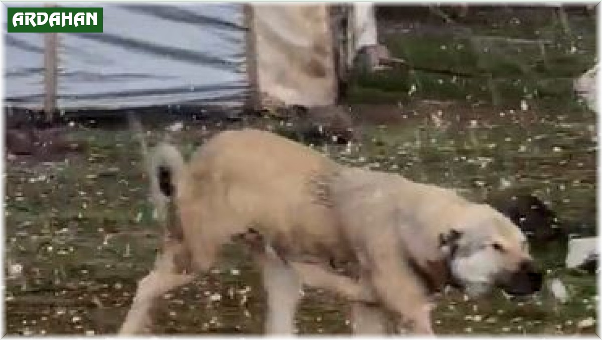 Ardahan'da misket büyüklüğünde dolu yağdı