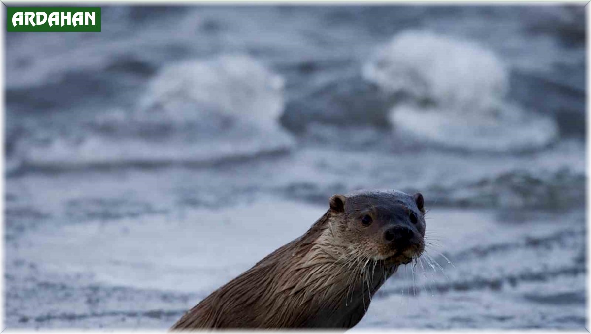Ardahan'da nesli tükenmekte olan su samuru görüntülendi