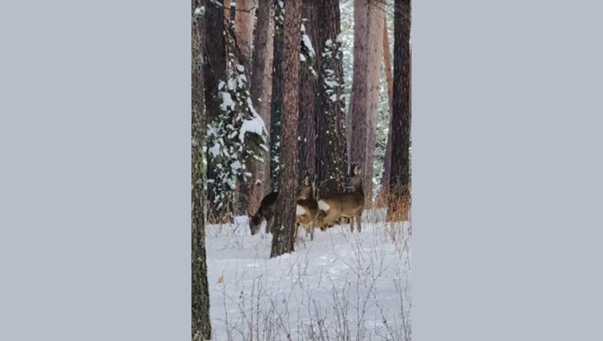 Ardahan'da ormanlık alanda karacalar görüntülendi