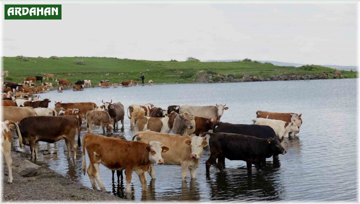 Ardahan'da şap alarmı