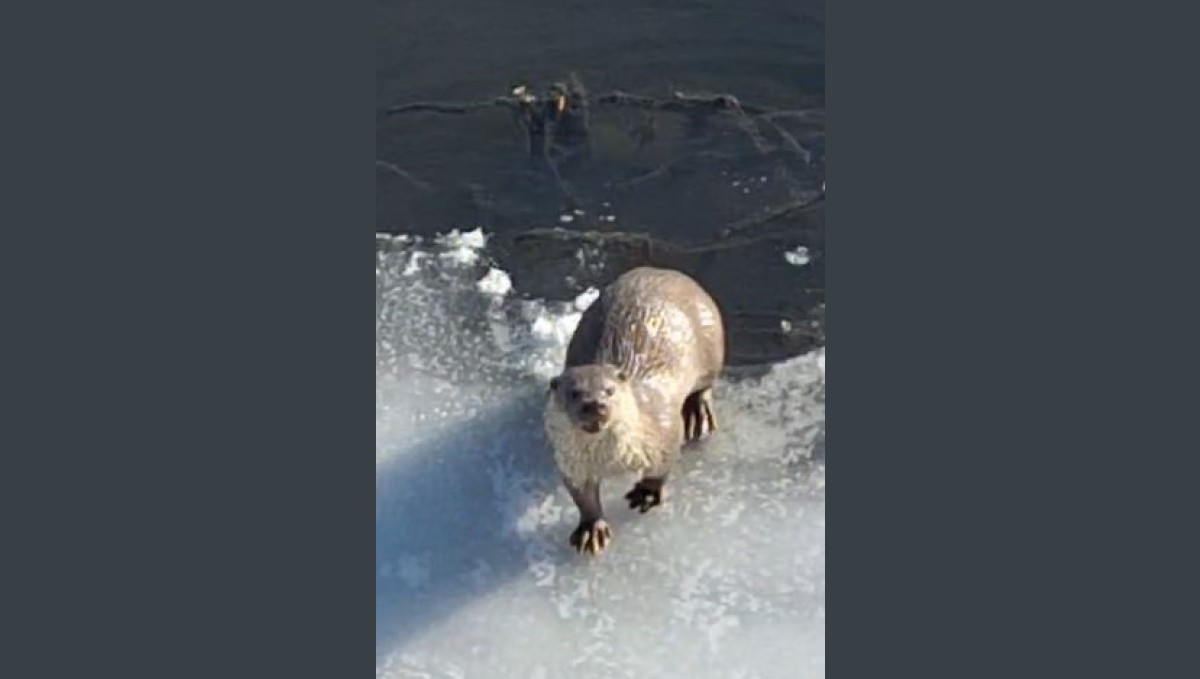 Ardahan'da su samuru görüntülendi