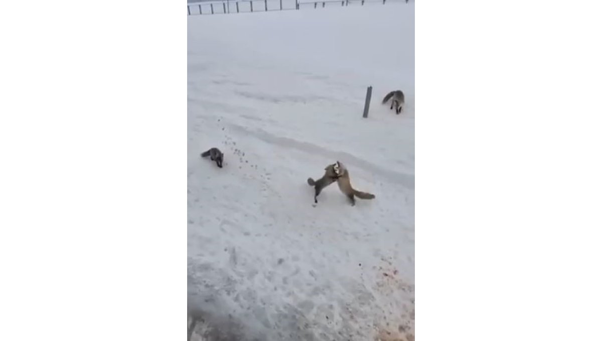 Ardahan'da tilkilerin 'ekmek kavgası' kamerada