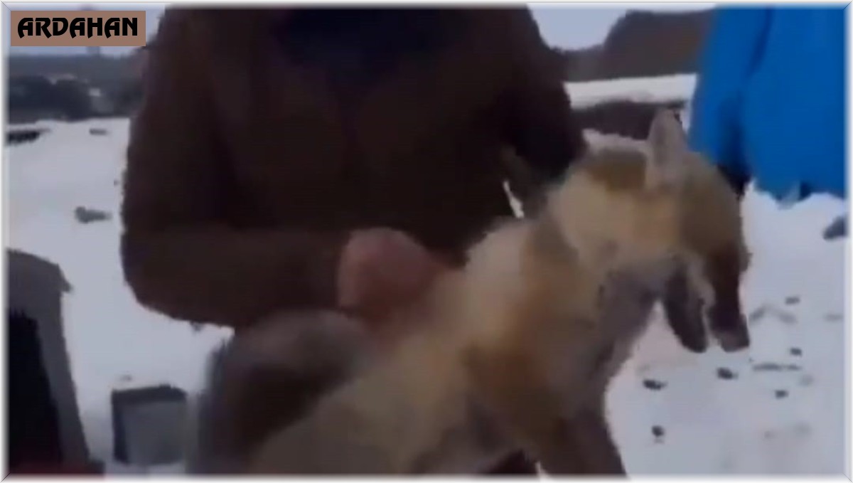 Ardahan'da tilkiye yapılan eziyetin görüntüleri tepki çekti, Valilik harekete geçti