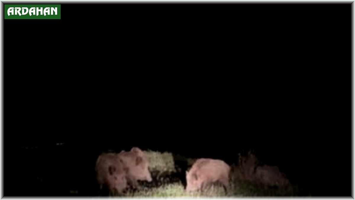 Ardahan'da yaban domuzları tarım arazilerine zarar veriyor