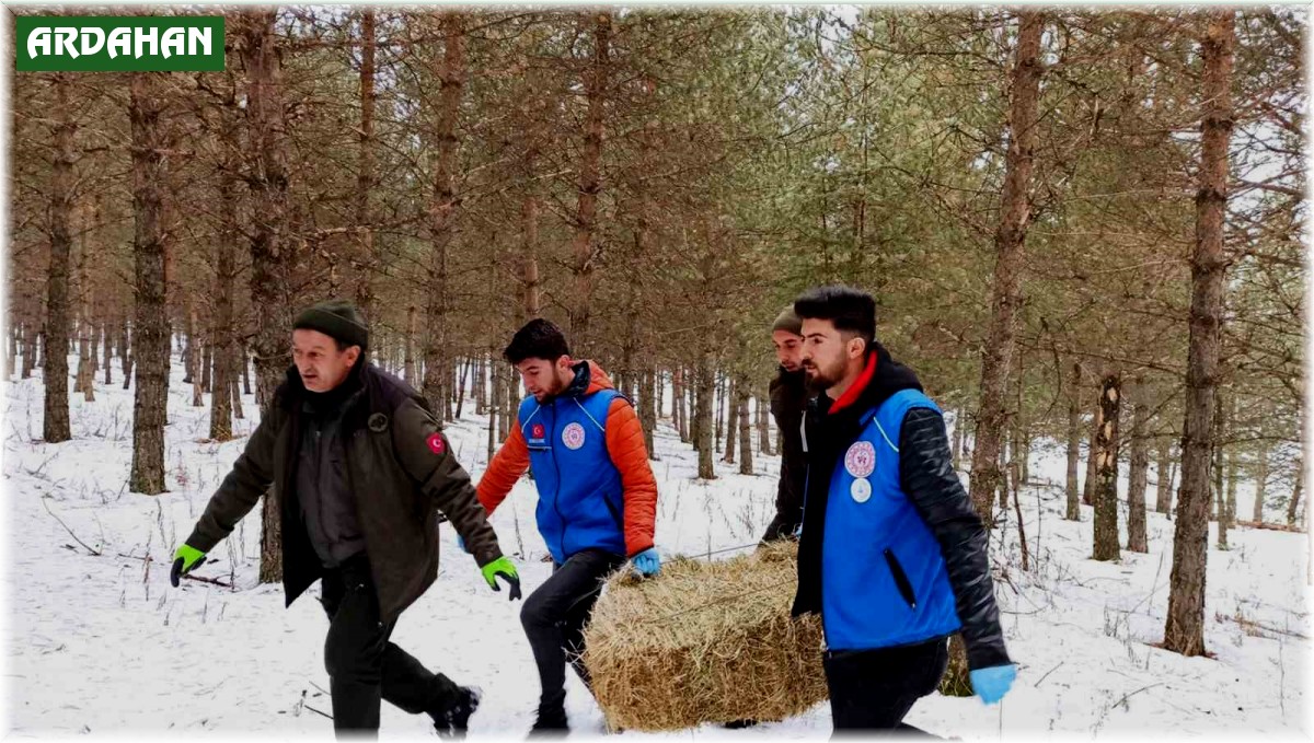 Ardahan'da yaban hayatı için doğaya yem bırakıldı