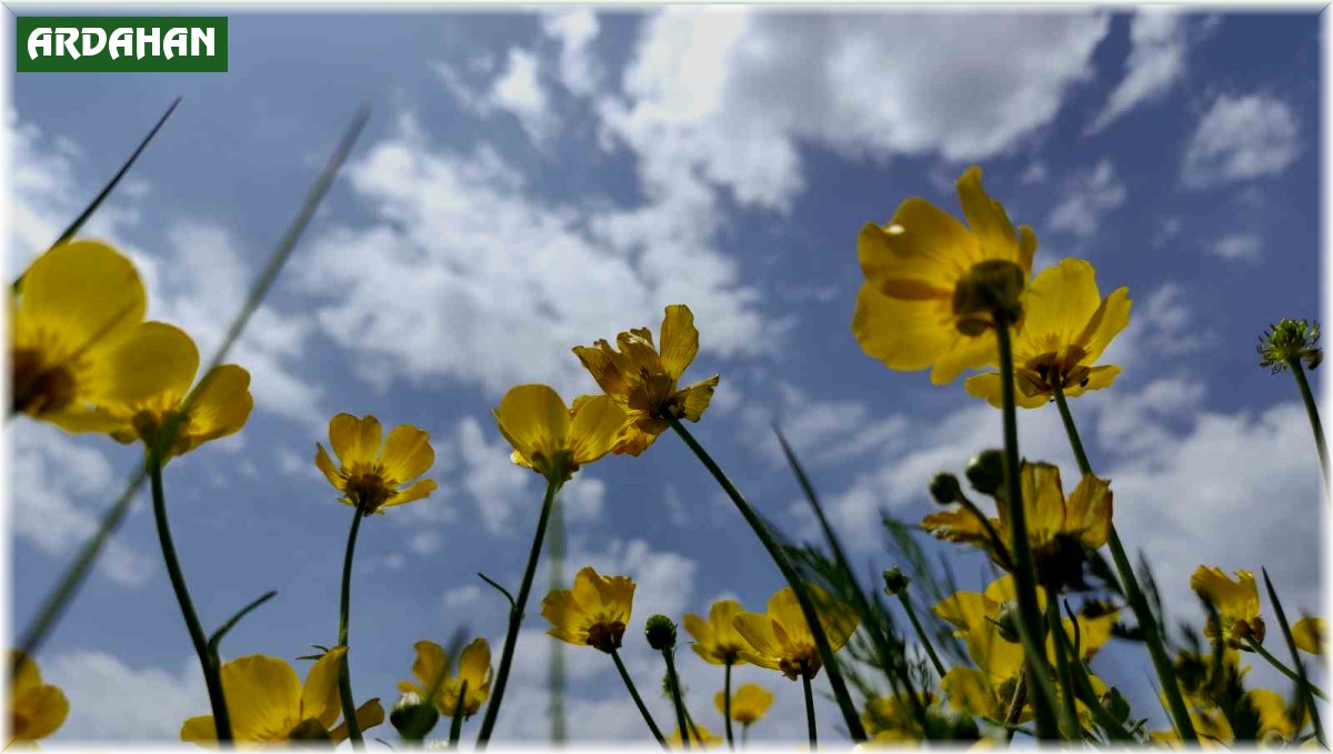 Ardahan'da yağışların ardından doğa renklendi