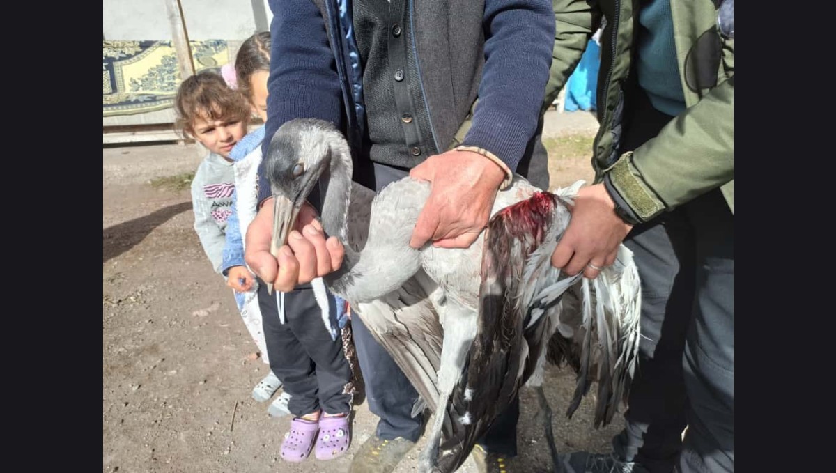 Ardahan'da yaralı bulunan turna tedaviye alındı