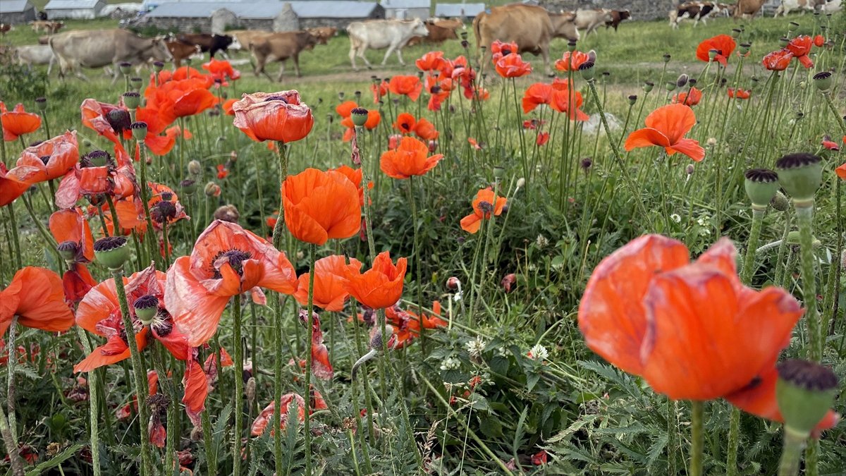 Ardahan'da yaylalar, çiçeklerle renklendi