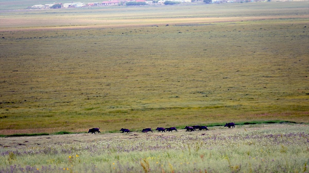 Ardahan'da yiyecek arayan domuz sürüsü görüntülendi